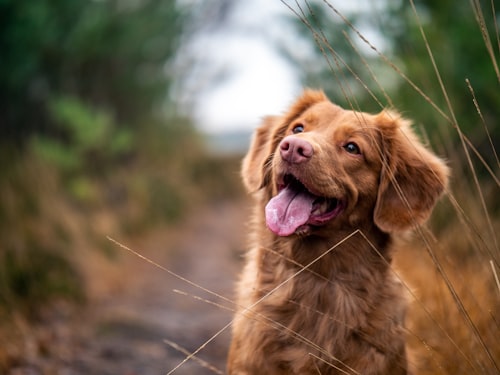 Happy dog outdoors