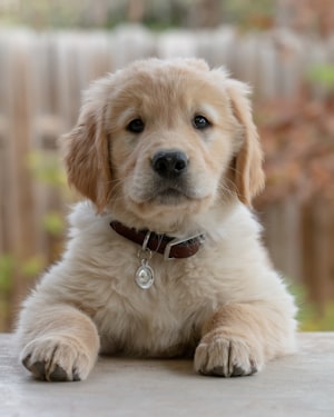 Puppy close-up