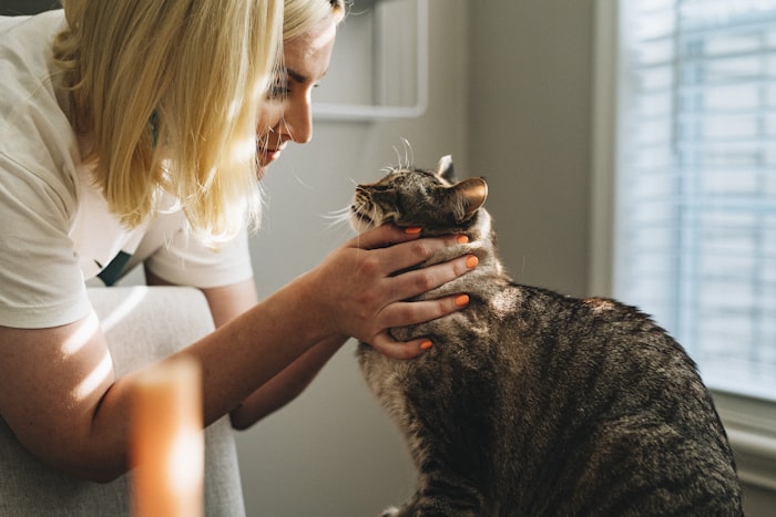 Vet gently examining a cat